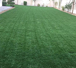 Cultivation Of Natural Grass